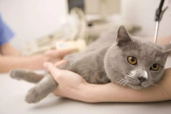 犬猫对维生素A的需求,维生素A充足可起到保护犬猫视力