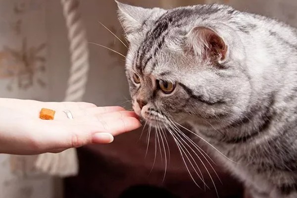 犬猫对维生素A的需求,维生素A充足可起到保护犬猫视力