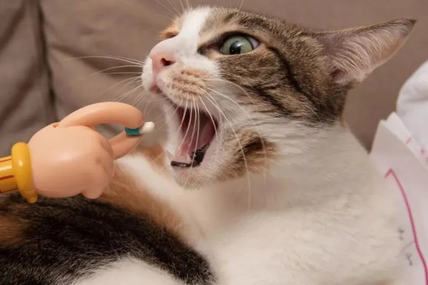 犬猫对维生素A的需求,维生素A充足可起到保护犬猫视力