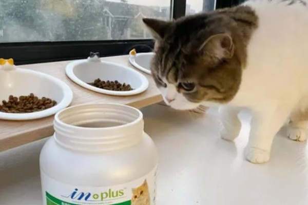 犬猫对维生素A的需求,维生素A充足可起到保护犬猫视力
