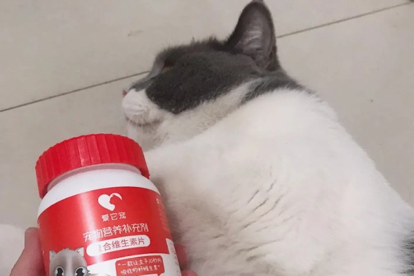 犬猫对维生素A的需求,维生素A充足可起到保护犬猫视力