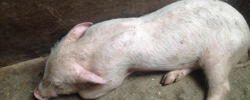 猪蓝耳病有什么症状，母猪会出现高热、厌食、难以呼吸等情况