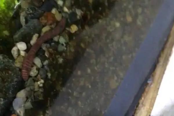大丹鱼好不好养，饲养难度较小