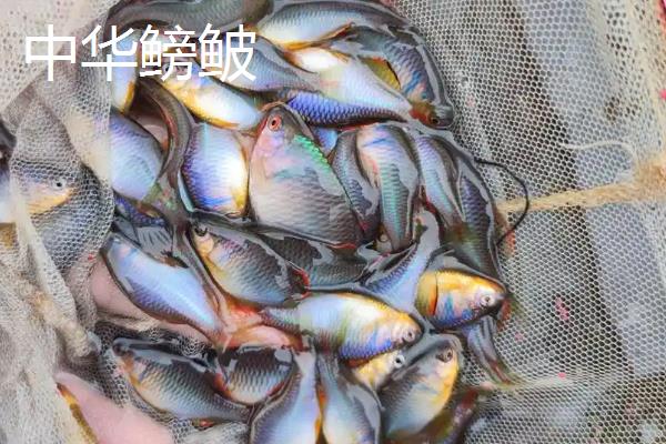 养鳑鲏鱼不打氧气行吗，主要取决于饲养密度