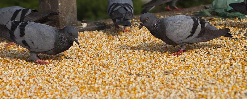 鸽子吃不吃玉米粒，是可以吃玉米粒的