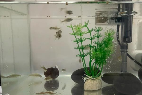 养鳑鲏鱼不打氧气行吗，主要取决于饲养密度