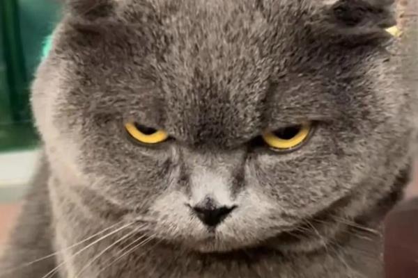 猫咪吃醋有什么表现，会突然狠狠的瞪着你