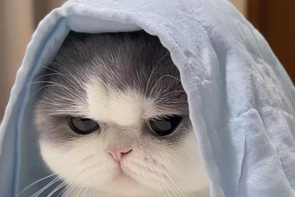 猫咪吃醋有什么表现，会突然狠狠的瞪着你