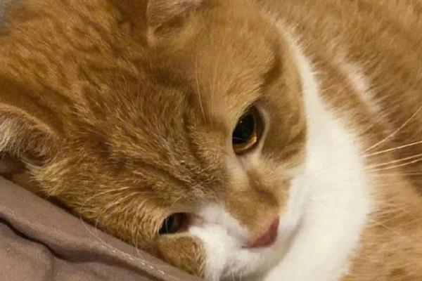 猫咪吃醋有什么表现，会突然狠狠的瞪着你