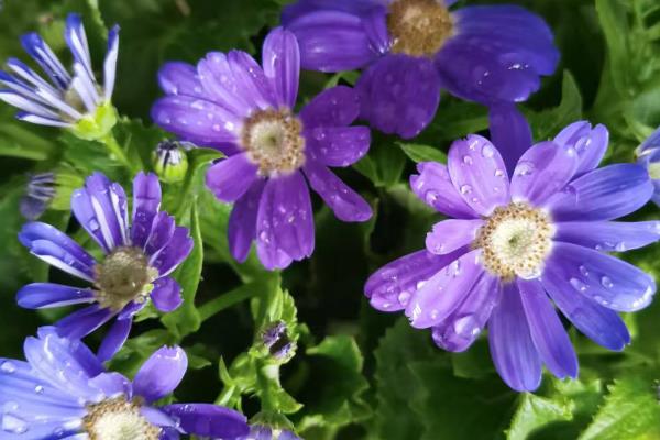 富贵菊的寓意，寓意阖家欢乐、繁荣昌盛等