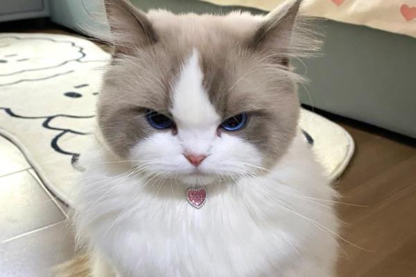 猫咪吃醋有什么表现，会突然狠狠的瞪着你