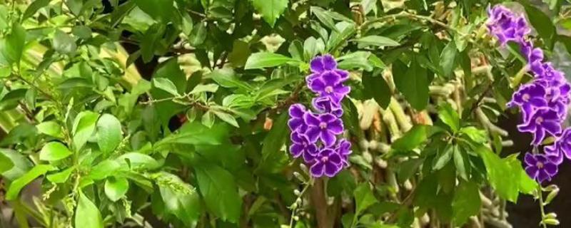 巧克力花冬天怎么养，要给予植株充足的光照