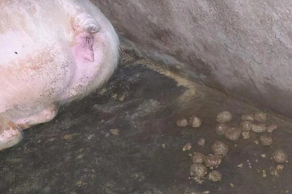 新手养猪要注意什么，自繁自养不能选择杂交猪