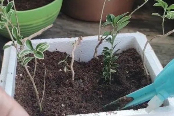 盆栽六月雪的养殖方法，扦插前要对枝条进行处理