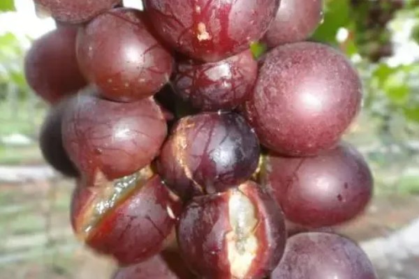葡萄园出现春季冻害怎么办，可采用熏烟法并在早春灌水