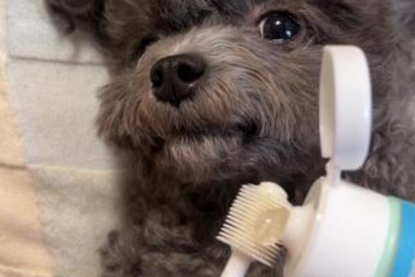 怎么清除泰迪的牙结石,坚持为它刷牙是最简单的方法