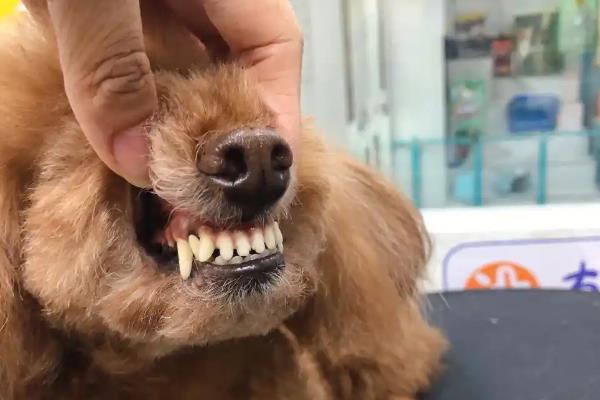怎么清除泰迪的牙结石,坚持为它刷牙是最简单的方法