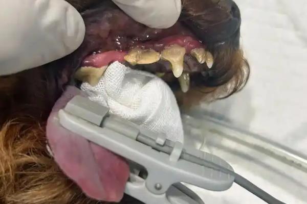 怎么清除泰迪的牙结石,坚持为它刷牙是最简单的方法