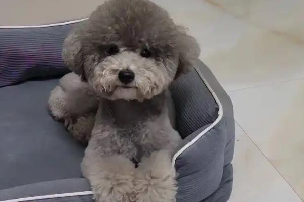 怎么清除泰迪的牙结石,坚持为它刷牙是最简单的方法