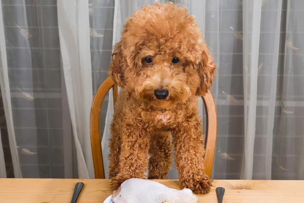 怎么清除泰迪的牙结石,坚持为它刷牙是最简单的方法