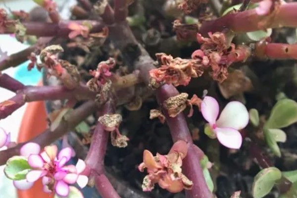 金枝玉叶花瓣干枯脱落如何处理，缺少光照时要把它放在阳光充足的地方