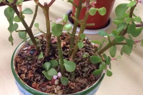 金枝玉叶花瓣干枯脱落如何处理，缺少光照时要把它放在阳光充足的地方
