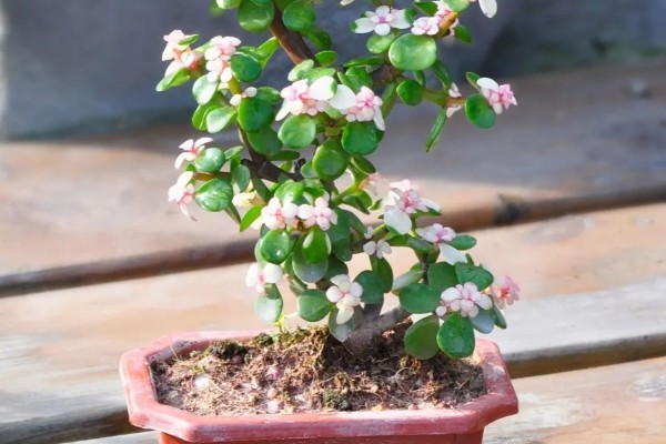 金枝玉叶花瓣干枯脱落如何处理，缺少光照时要把它放在阳光充足的地方