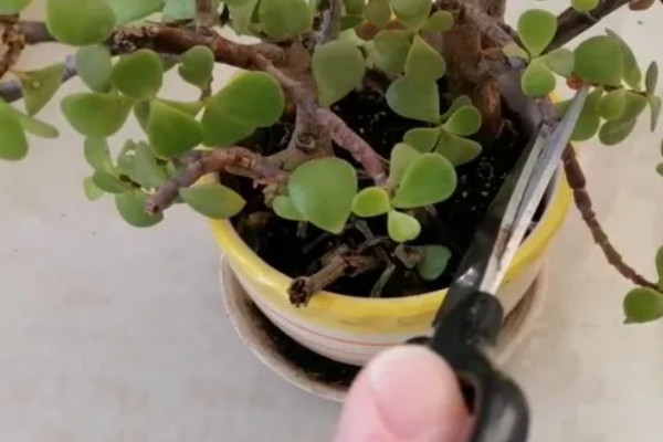 金枝玉叶花瓣干枯脱落如何处理，缺少光照时要把它放在阳光充足的地方