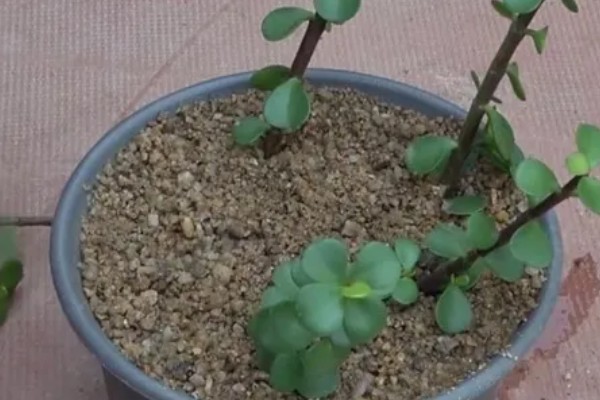 金枝玉叶花瓣干枯脱落如何处理，缺少光照时要把它放在阳光充足的地方