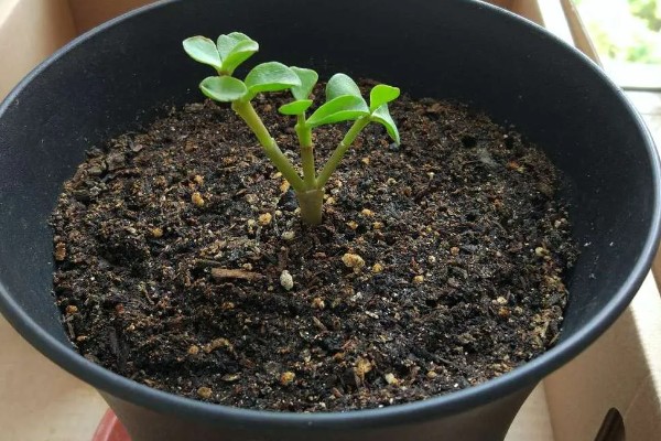 金枝玉叶花瓣干枯脱落如何处理，缺少光照时要把它放在阳光充足的地方