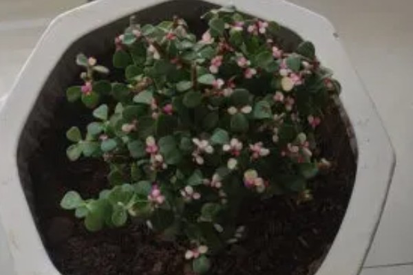 金枝玉叶花瓣干枯脱落如何处理，缺少光照时要把它放在阳光充足的地方