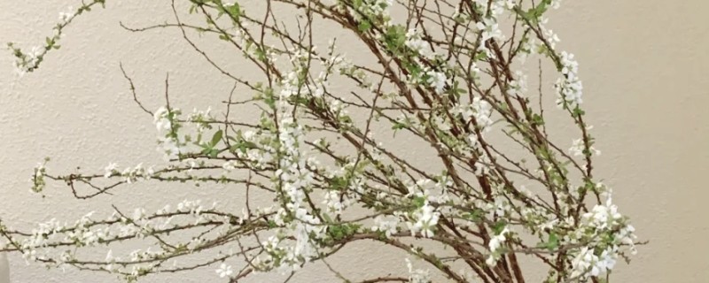 雪柳是如何生根的，选择透光性良好的容器