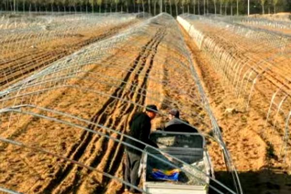 露天丝瓜的栽培管理方法，一定要做好瓜棚的搭建工作