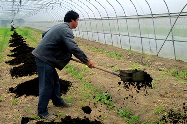 露天丝瓜的栽培管理方法，一定要做好瓜棚的搭建工作