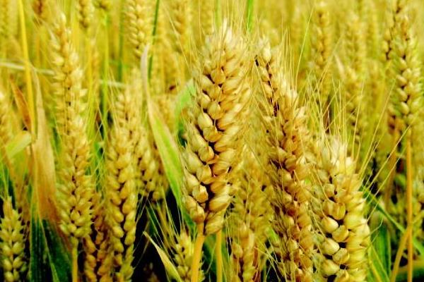 皖农550小麦种子简介，属半冬性品种