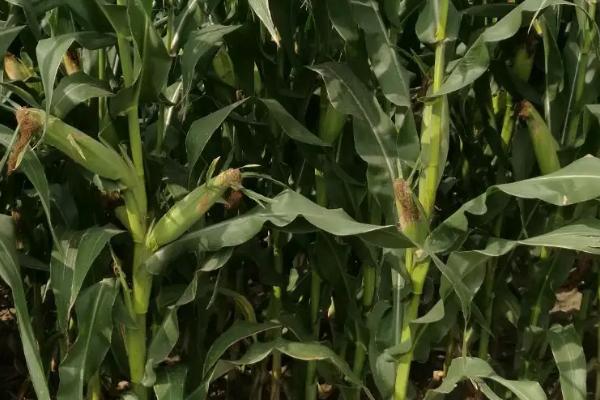 DK1180玉米种子特征特性，中抗穗腐病