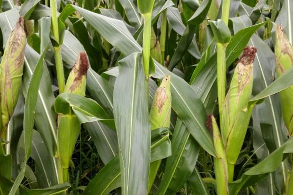 东单2100玉米种子简介,密度4500株/亩左右