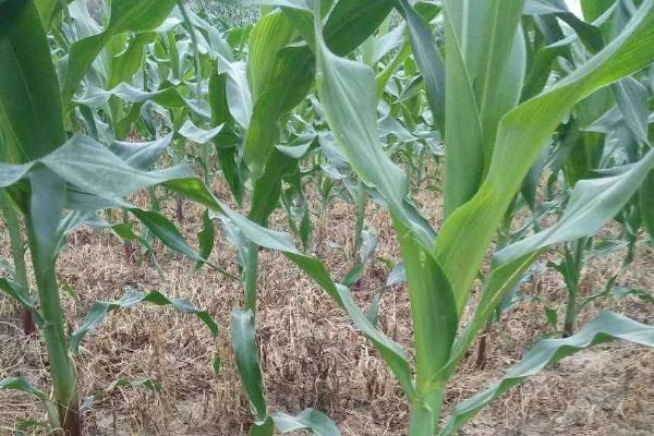 东单2100玉米种子简介,密度4500株/亩左右