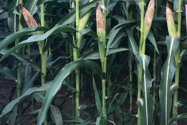 DK1180玉米种子特征特性，中抗穗腐病