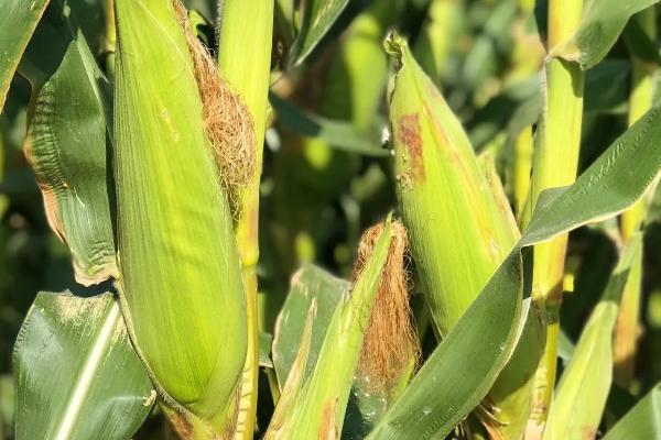 DY3307玉米种子简介，适宜在肥力中上等的地块种植