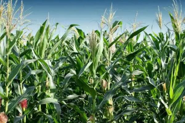 DG2305玉米品种的特性，密度4000株/亩左右