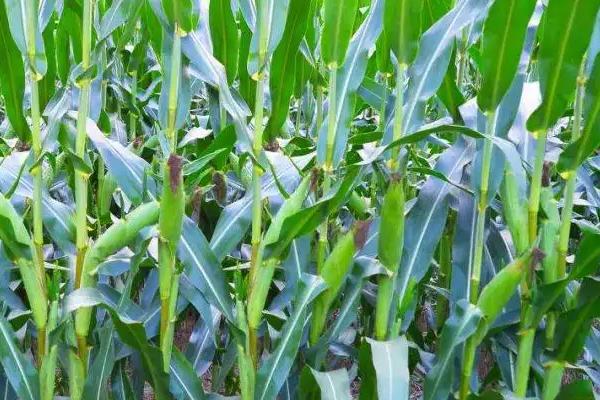 TK3319玉米种子特点，春播出苗至成熟127天