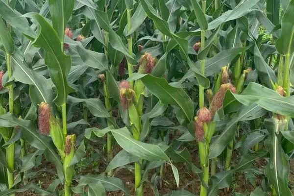 GK5119玉米种子简介，中抗丝黑穗病