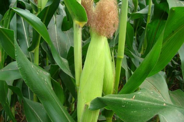 万和9936玉米种子介绍，中抗丝黑穗病