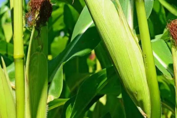 美联72玉米品种简介，适宜在肥力中上等的地块种植