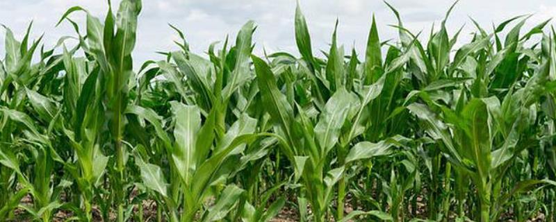 DY3307玉米种子简介，适宜在肥力中上等的地块种植