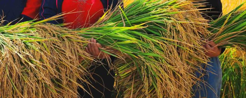 世宾2205玉米种子特点，高抗茎腐病