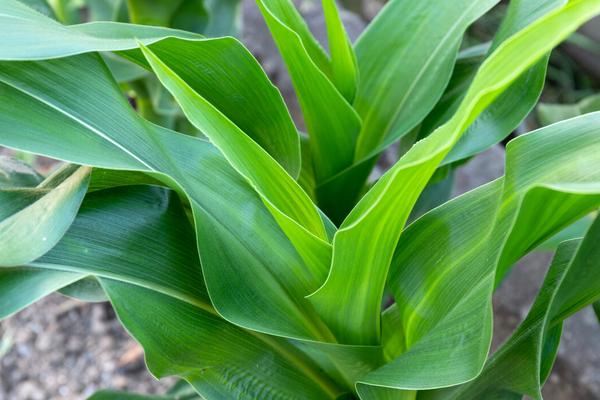 TLD369玉米种子特点，中抗大斑病