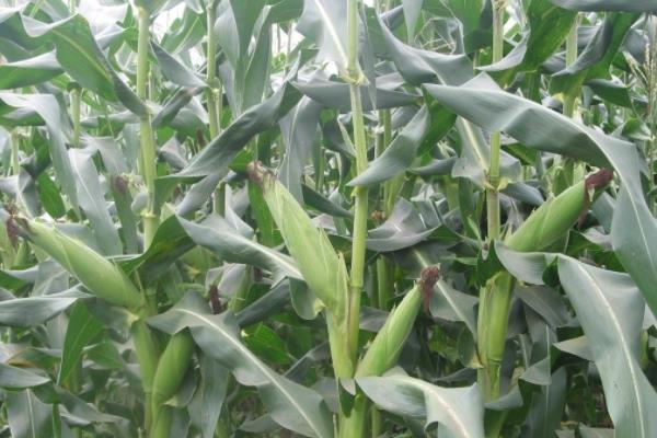 FJ6666玉米种子特征特性,密度3000株/亩左右