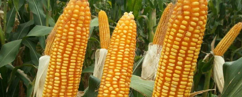 金丰捷321玉米品种简介，中抗茎腐病